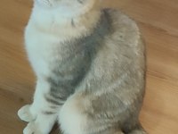Safkan British Shorthair