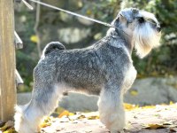 FCI secereli Miniatute Schnauzer yavruları