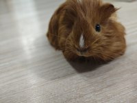 Ginepig yavrumuz
