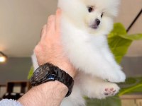Pomeranian Boo Yavru