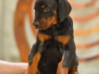 Doberman yavrumuz