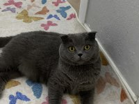 ANNE OĞUL KEDİLER AYRILMAYACAK ŞEKİLDE SAHİPLENDİRİLCEKTİR