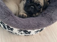 Orjinal pug daha 40 günlük