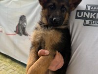 Düşük bel alman çoban köpeği