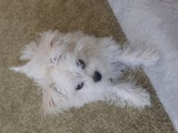 5 aylık morkie teacup