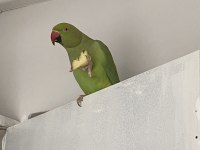 Evcil Jumbo Irk Pakistan Yavrumuz