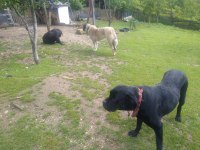 Sağlam ırk garantili mavi/siyah Cane Corso yavruları