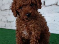 Toy Poodle Yavrumuz