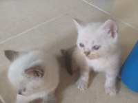SCOTTİSH BRİTİSH BLUEPOİNT GRİ SİLVERPOİNT YAVRULAR