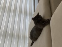 9 Aylık Eğitimli British Shorthair (cins kedi)
