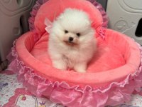 Pomeranian boo köpeği