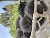 1 Aylık British Longhair Yavrular