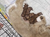BABA TEACUP POODLE ANNE MEDİUM POODLE
