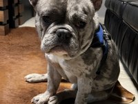 FRENCH BULLDOG 2 YAŞINDA ERKEK