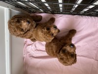 Şecere Belgeli Toy Poodle Bebekler