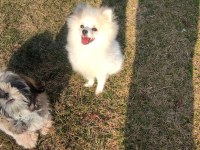 Pomeranian boo teddy bear