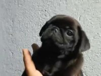Pug yavru köpeklerimiz