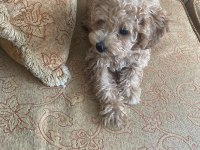 Toy poodle cinsi köpeğimiz