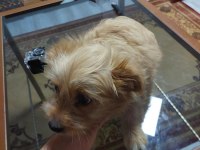 Maltipoo dişi yavru köpeğimiz