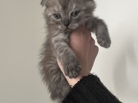 Yavru Scottish Fold