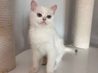 Pamuk Prenses British Shorthair