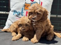 Wc eğitimli kore maltipoo yavrumuz ziyarete açık