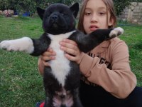 Amerikan akita özel kış yavruları