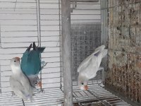 Cennet ve sarı sevda papağanı yavrular