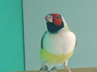 Goldun finch
