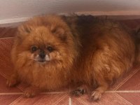 2 Yaş Kızanı Hazır Dişi Pomeranian Boo Ayı Sürat Full Aşı