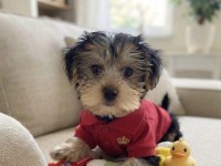 Çok oyuncu sevecen yavru köpekler