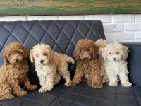 Üst Kalite Toy Poodle Yavrular Ankara Mağazamızda Görn