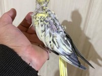 39 günlük sultan papağanı bebek