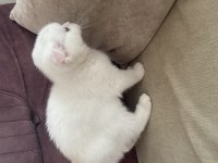 2 aylık eğitimli dişi scottish fold