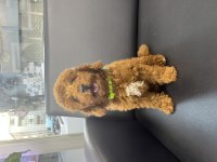 SEVİMLİ POODLE YAVRULAR AİLESİNİ ARIYOR
