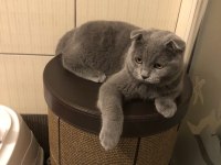İki tane karnesi scottish fold var çok uysal
