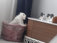 Acil Tavşanımızı Sahiplendirme