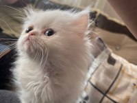 63 günlük british longhair yavrumuz