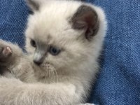 2 aylık scottish fold