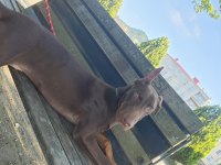 8 aylık kızıl doberman