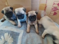Pug köpeği yavrularımız