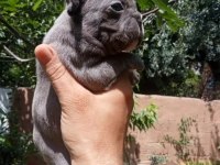 French bulldog kalite bizden sorulur