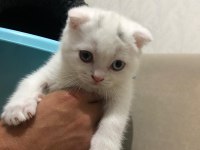 2 adet 1 tane erkek 1 tane dişi 2 aylık scottish fold