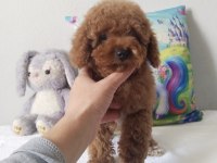 Rengarenk poodle Minnoşlar sizlerin olmaya hazır