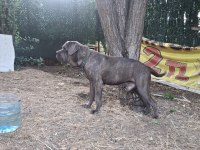 Cane corso blue köpeğimiz