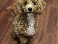 Güzel maltipoo kızımız izmir