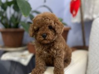 POODLE BEBEKLERİ