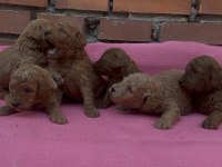 MUHTEŞEM GÜZELLİKTE SAFKAN TOY POODLE BEBEKLER