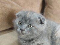 Dişi 3 aylık scottish fold