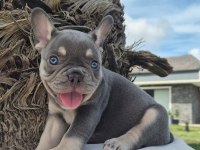 French Bulldog Yavruları Çiftlikten